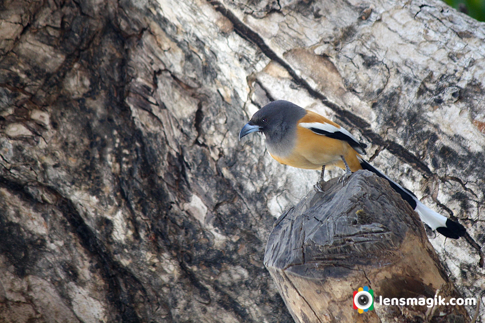 Birds of Gujarat