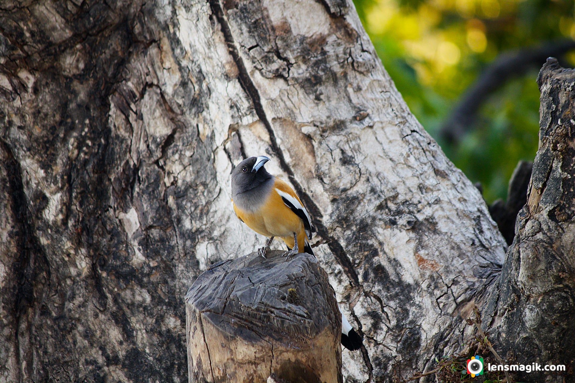 Rufous Treepie