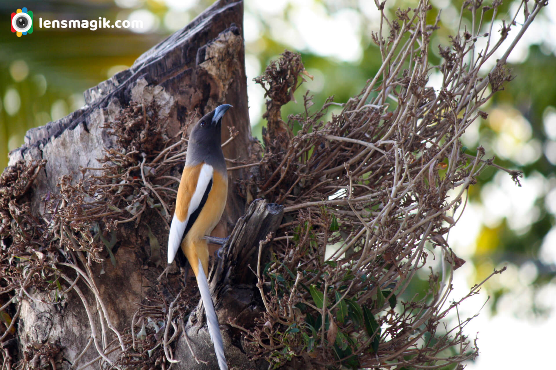 Long Tail Bird Rufous Treepie