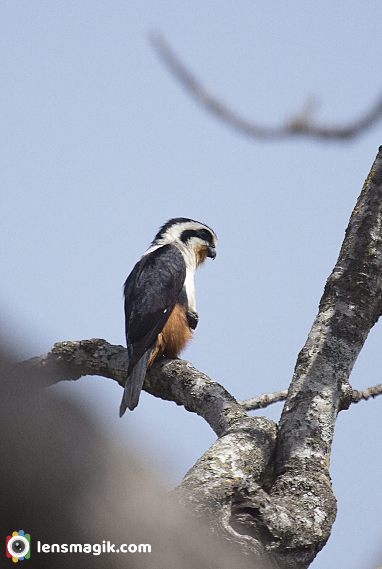 Smallest Falcon 