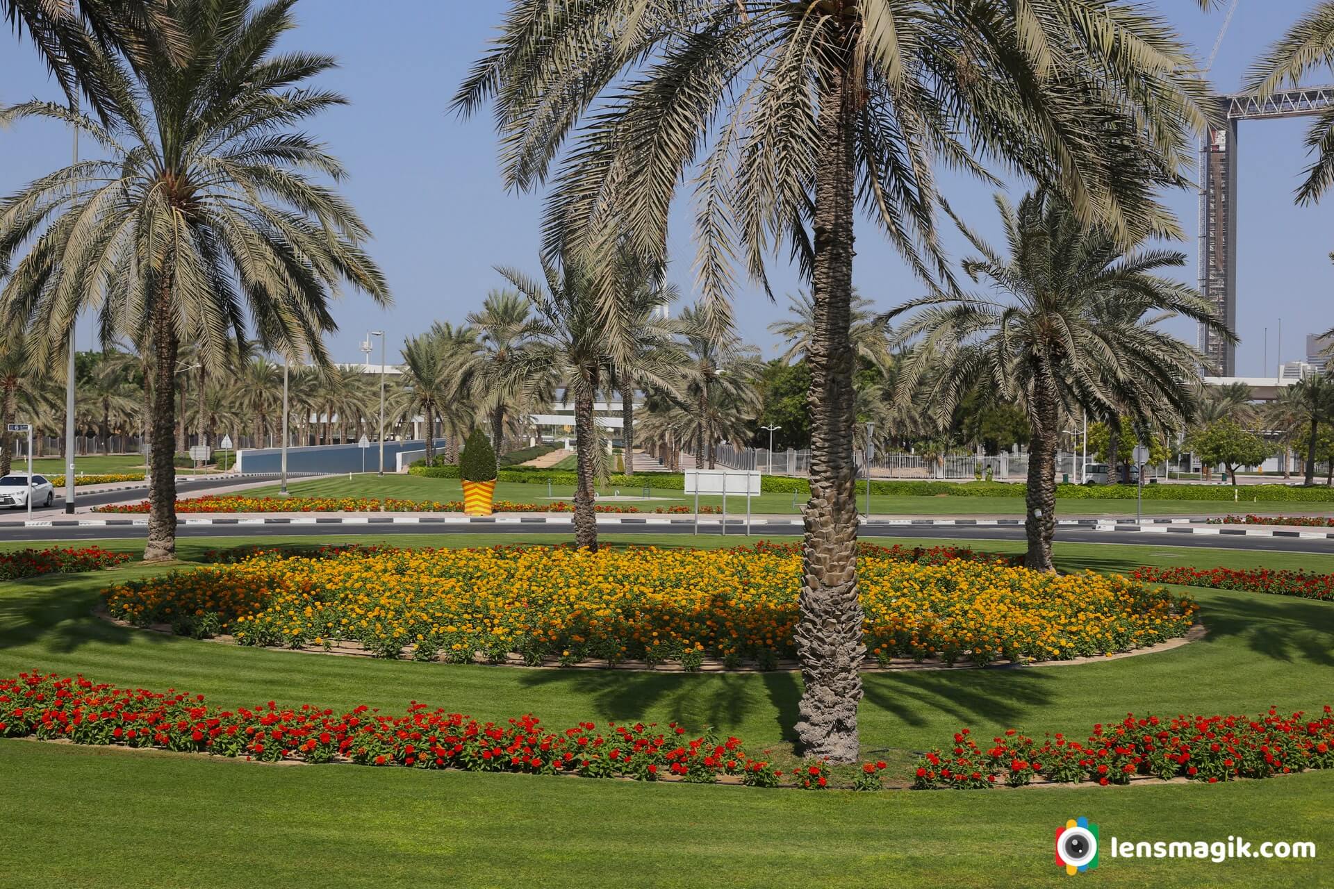 Dubai flower plants