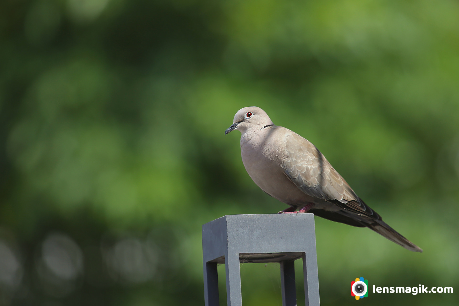 Eurasian Collared Dove