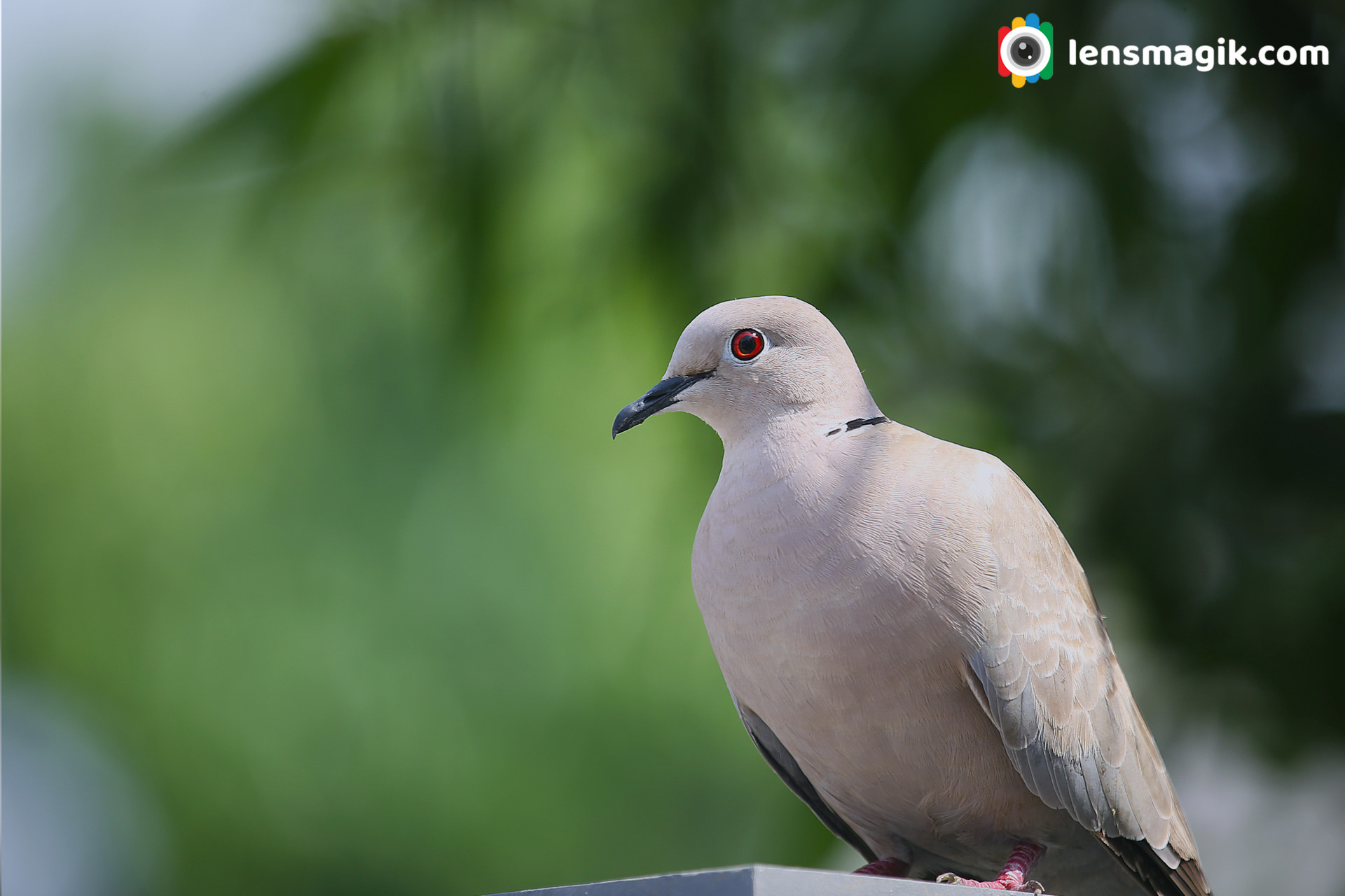 Backyard Bird