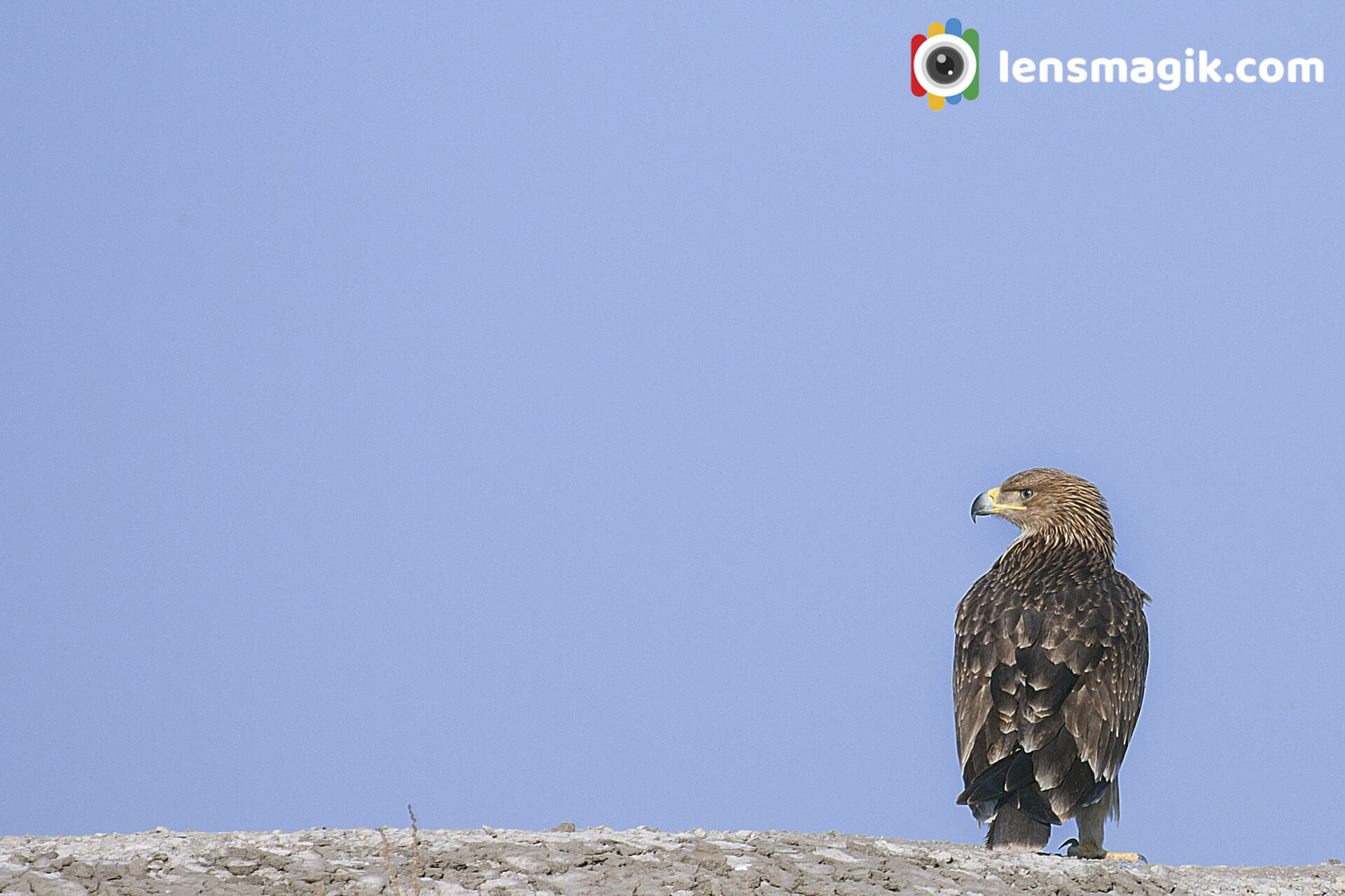 Eastern Imperial Eagle 