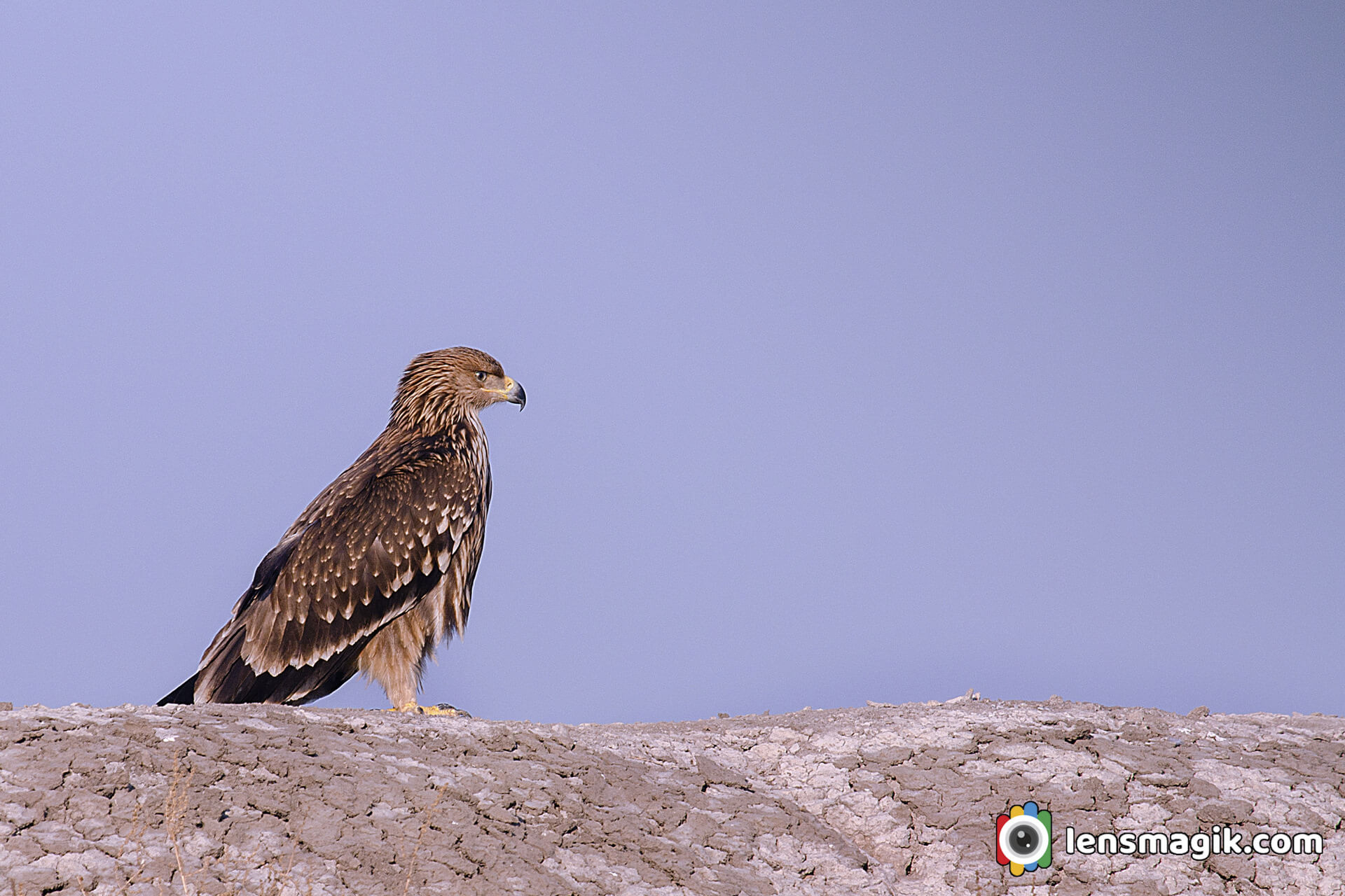 Eastern Imperial Eagle 