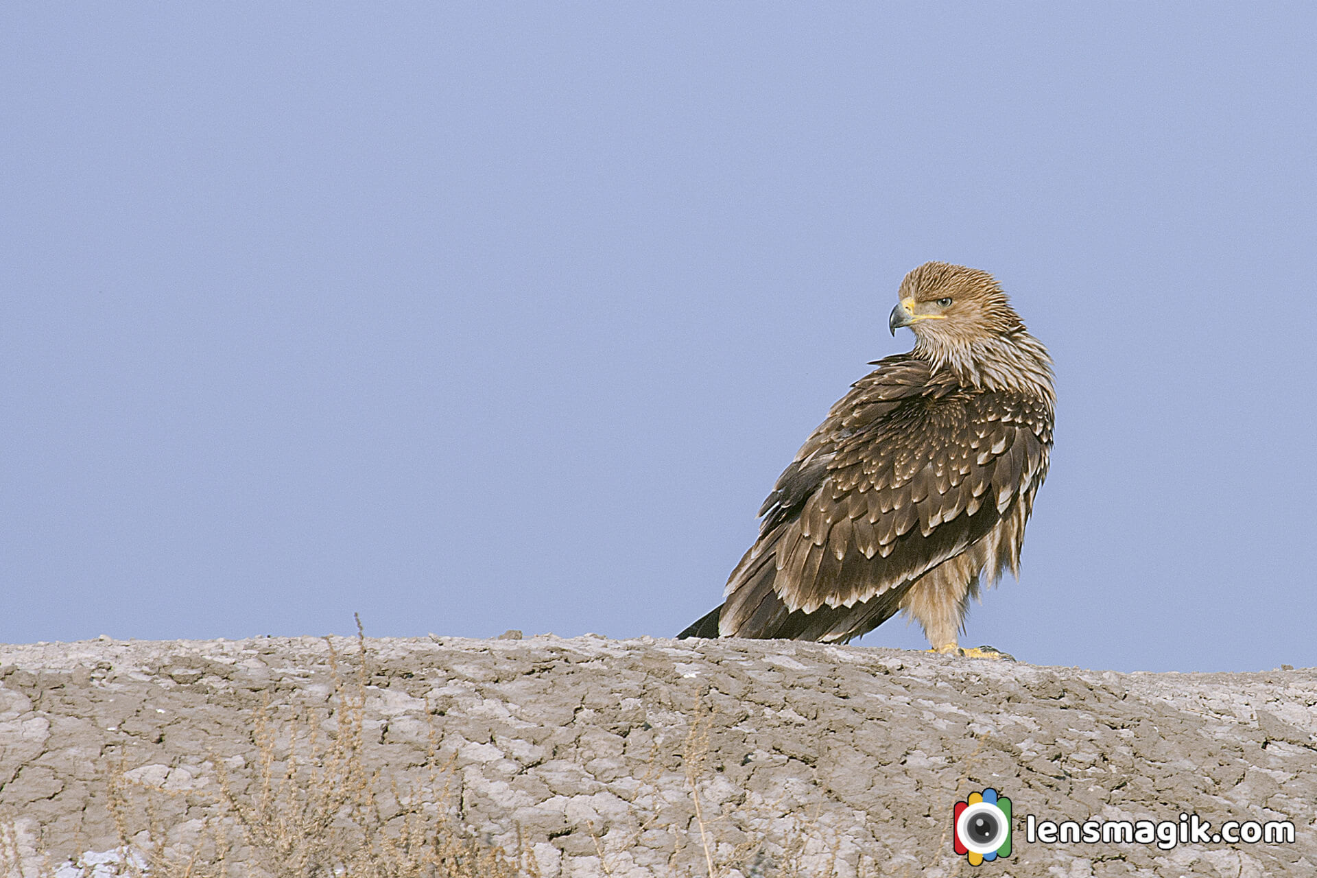 Eastern Imperial Eagle 