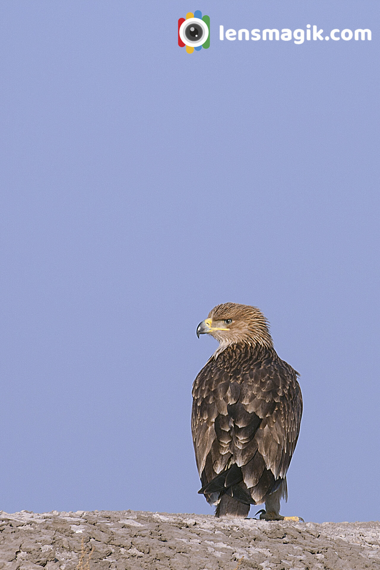 Eastern Imperial Eagle 