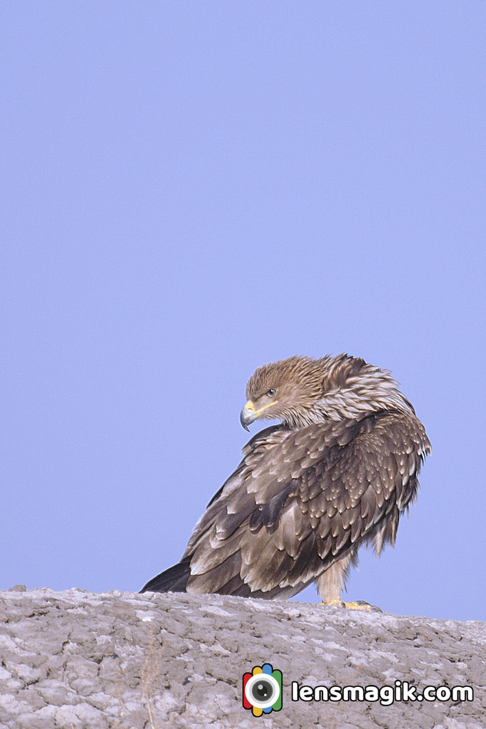 Eastern Imperial Eagle 