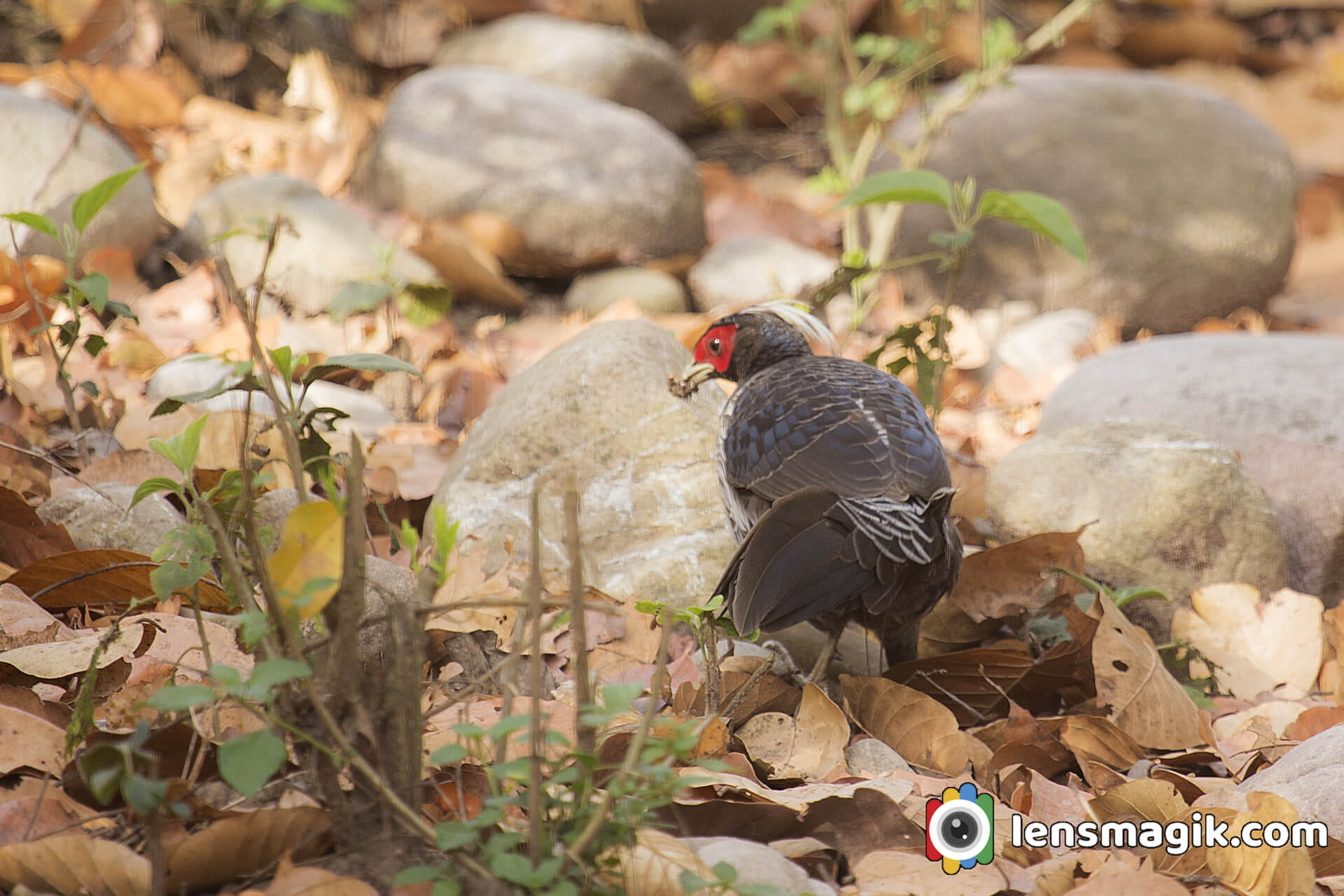 Kalij Pheasant At Corbett National park