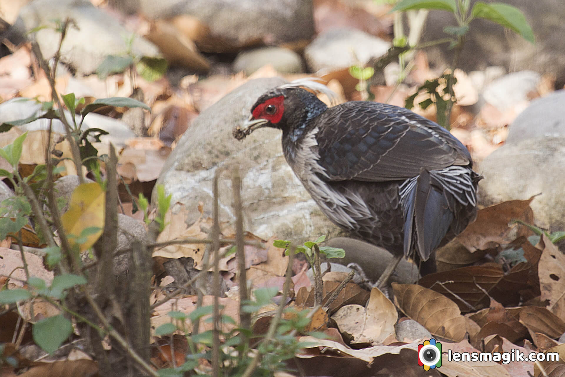 Kalij Pheasant India