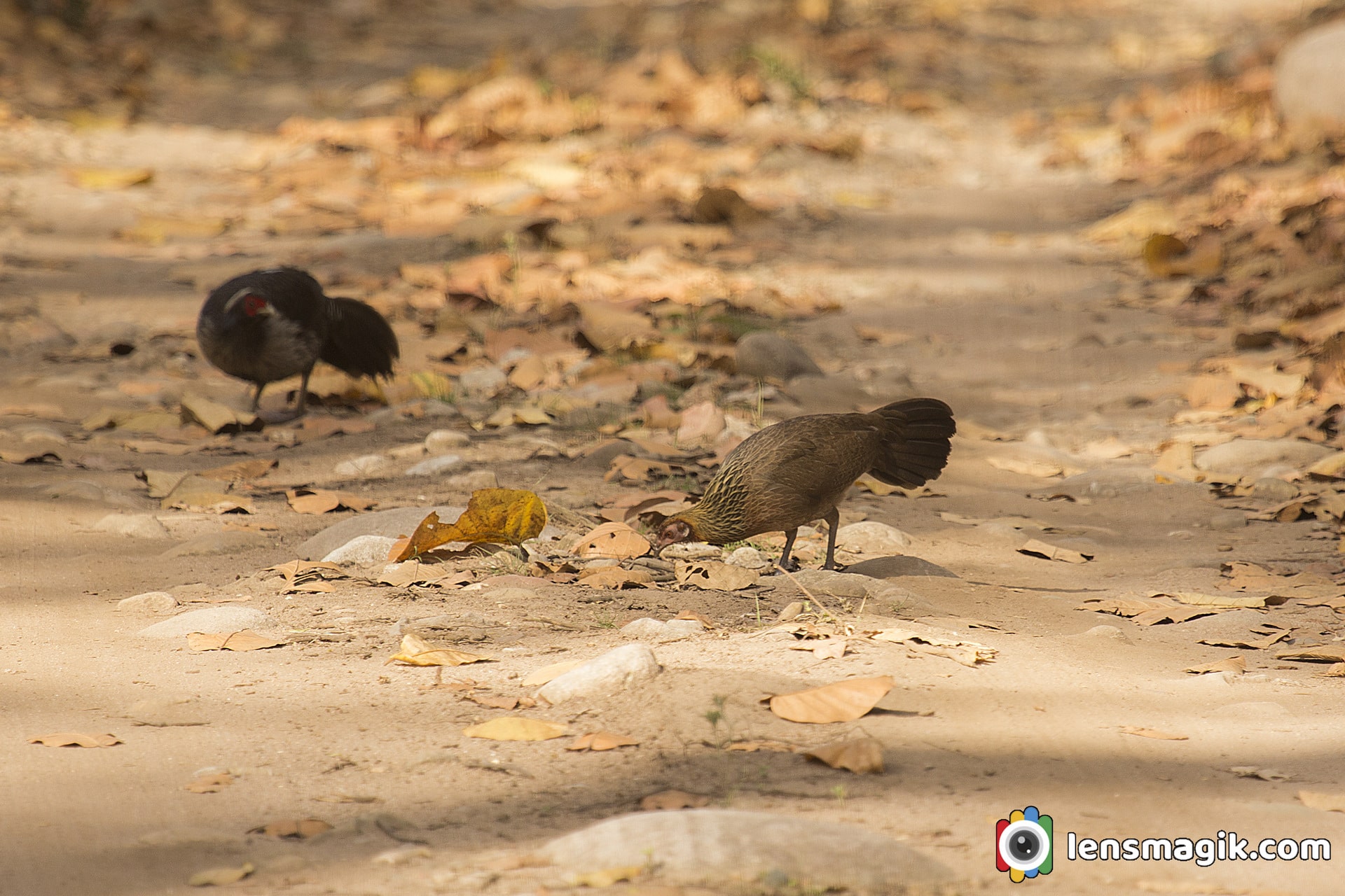 Subspices of Kalij Pheasant