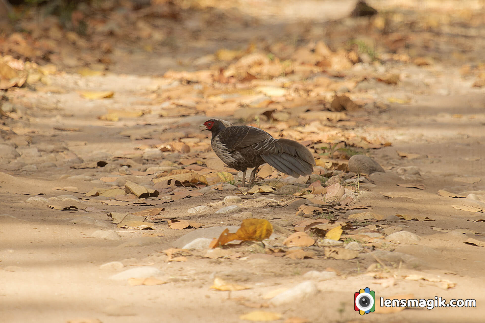 Birds Of India