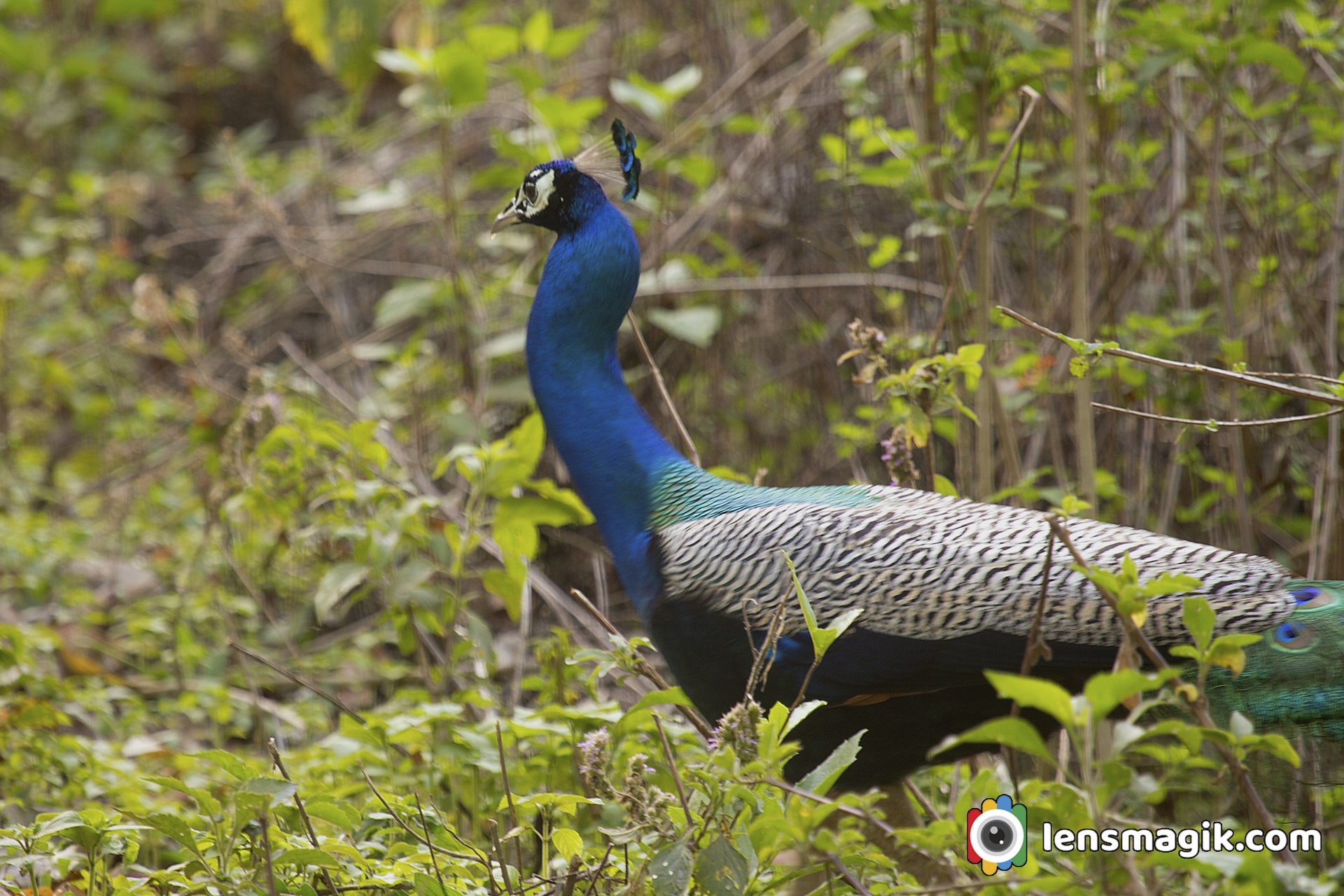 Peafowl