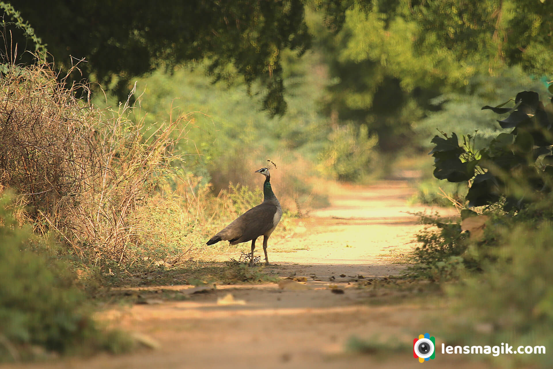 Indian Peahen