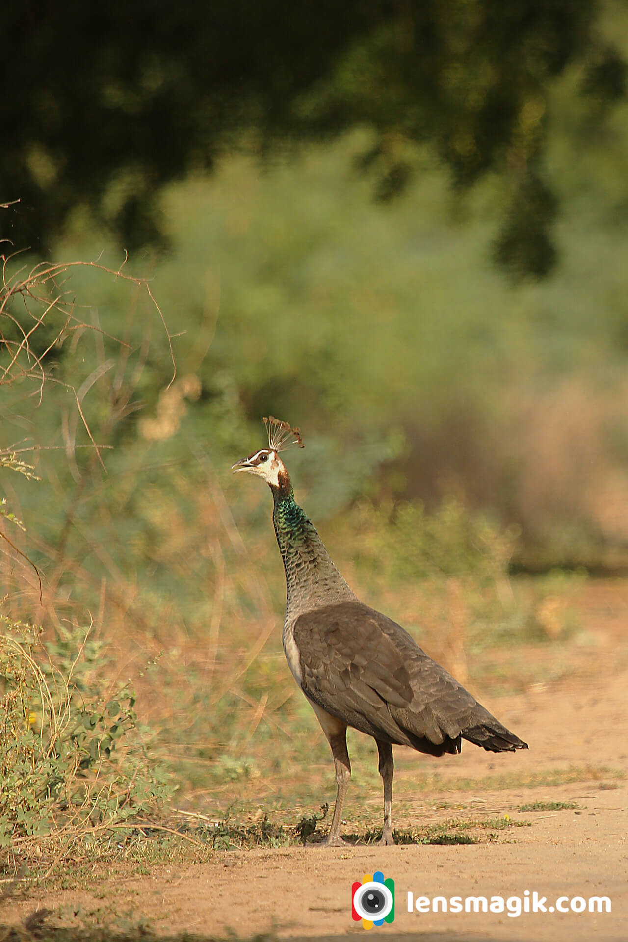 National Symbol Of India