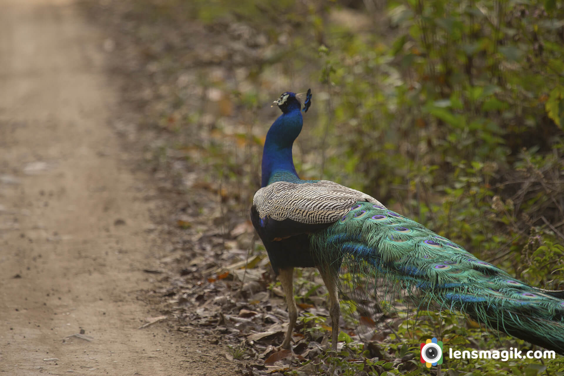 Indian Peafowl