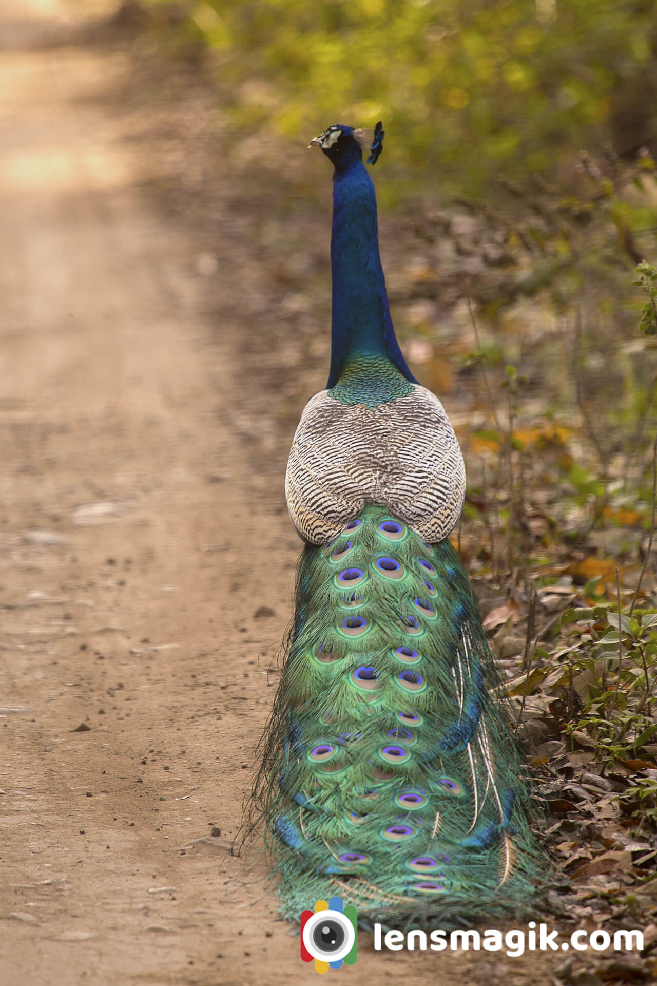 National Bird Of India