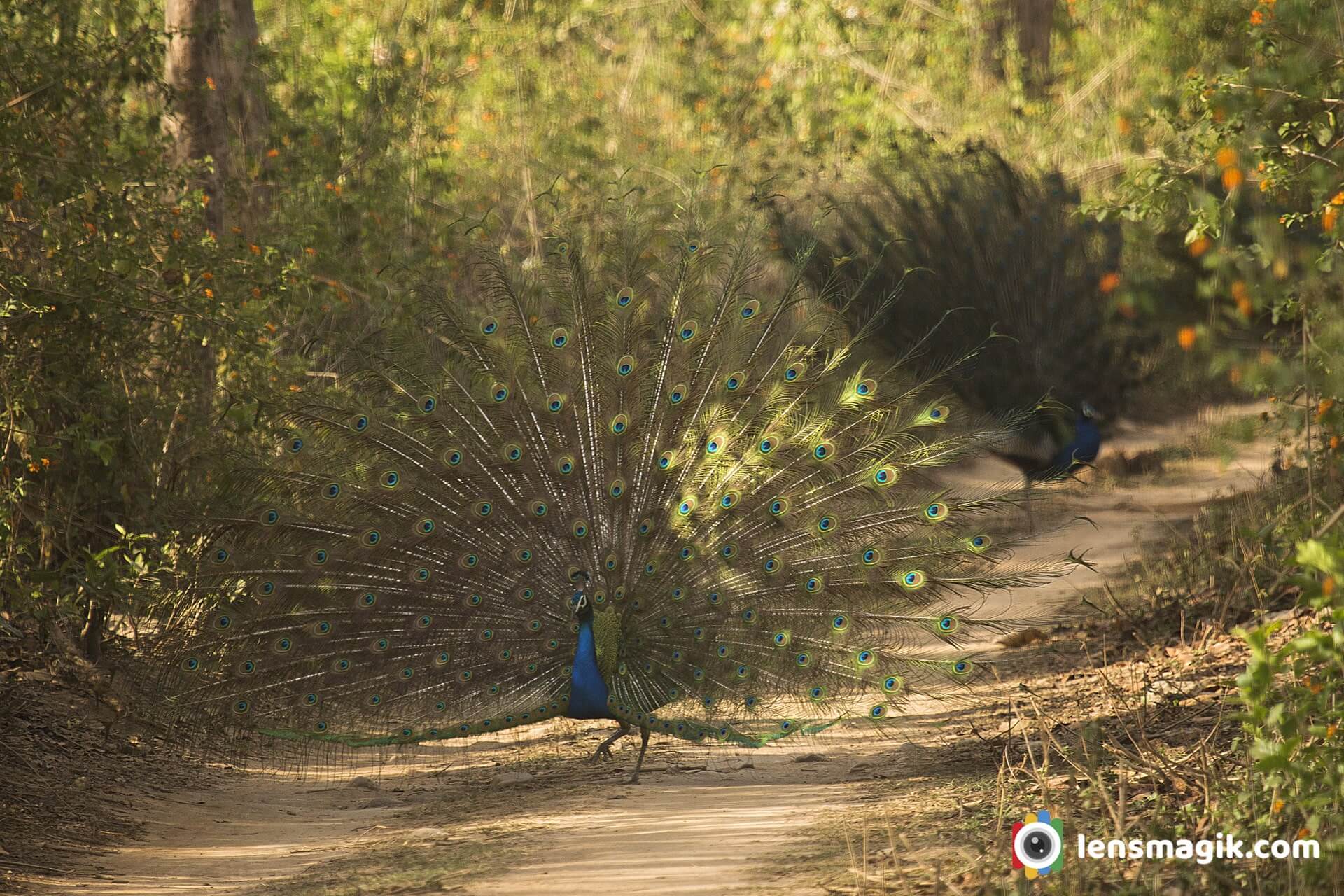 Birds of India