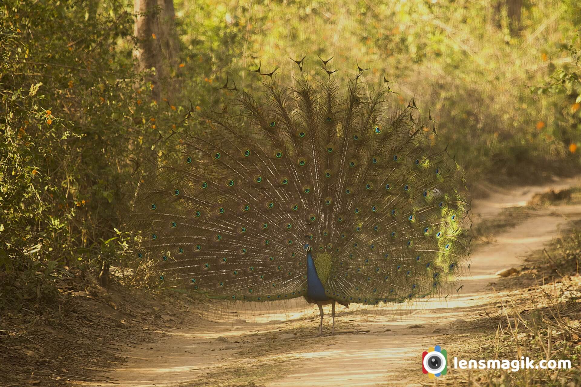 Peacock Dance