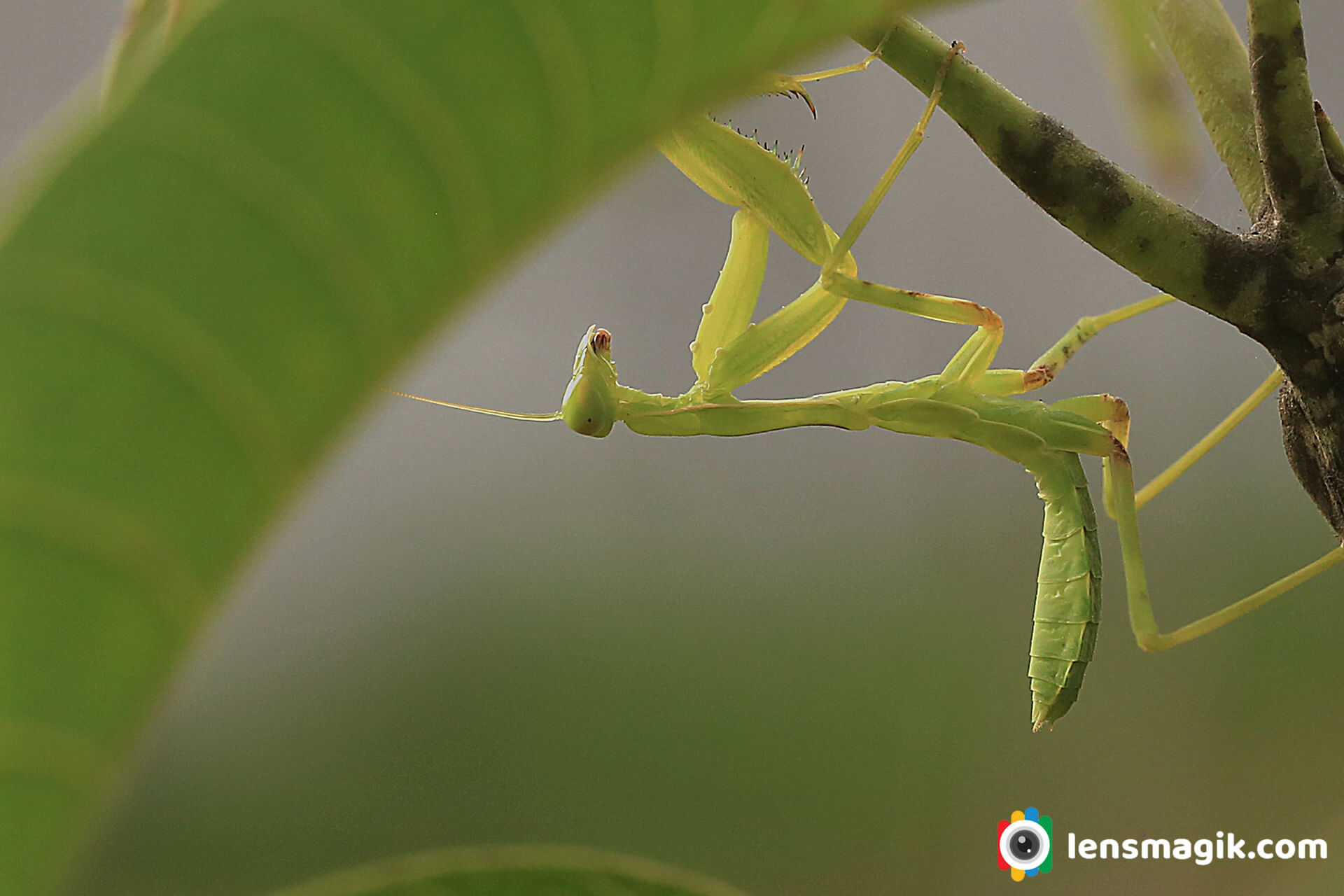 Green Color Insect