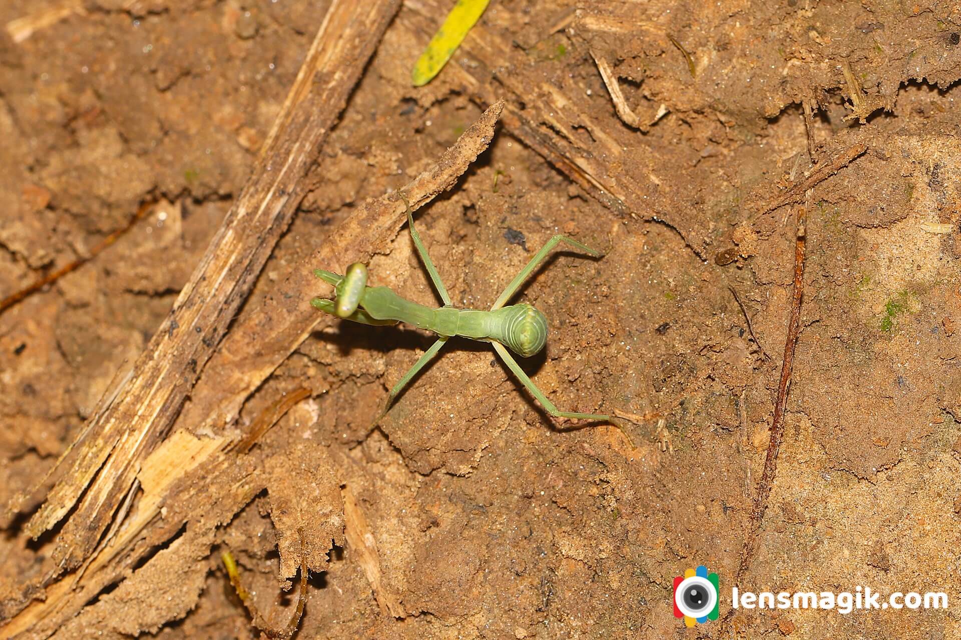 Ambush Predator Insects