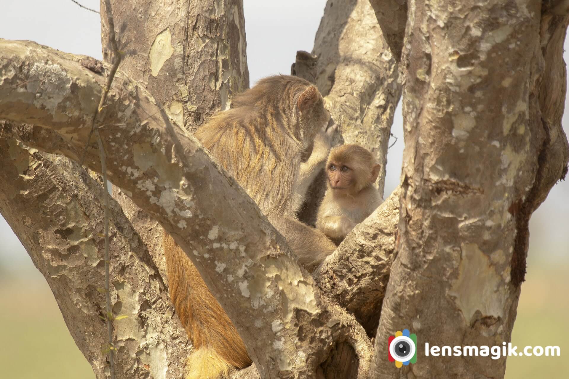 Rhesus monkey with Baby