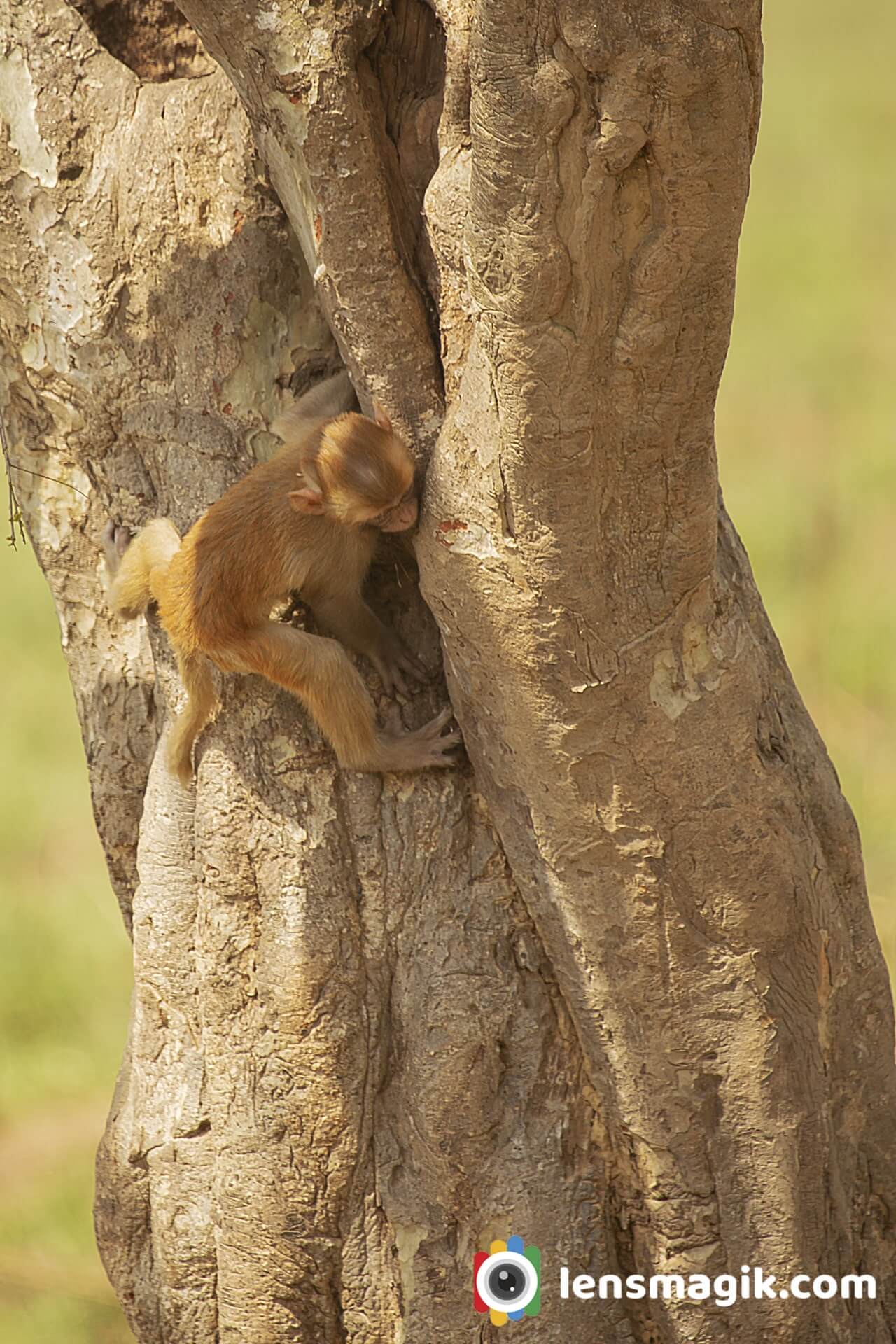 Indian Monkey