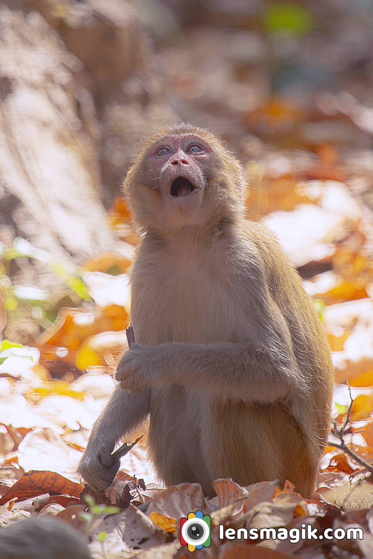 Rhesus monkey bite