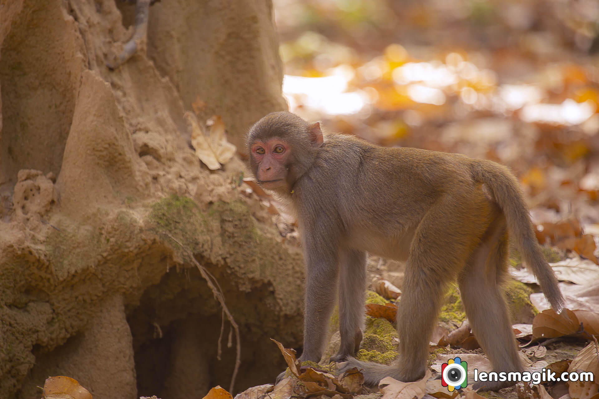 Rhesus Macaque Monkey