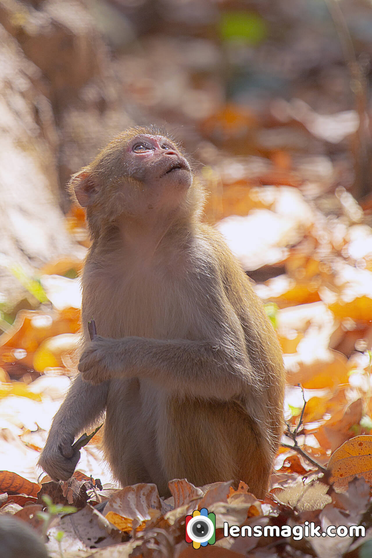 Rhesus Macaque Baby