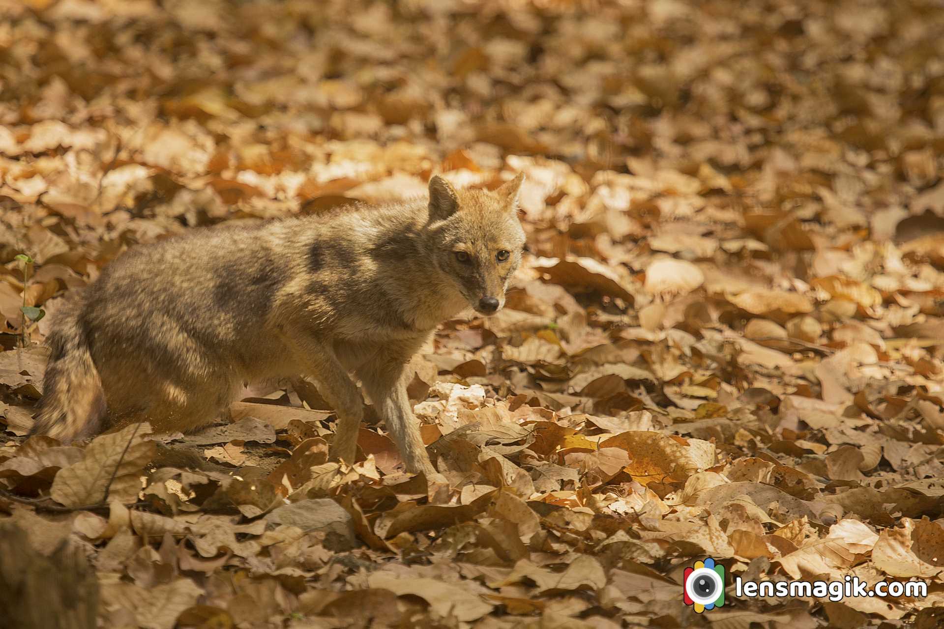 Golden Jackal India