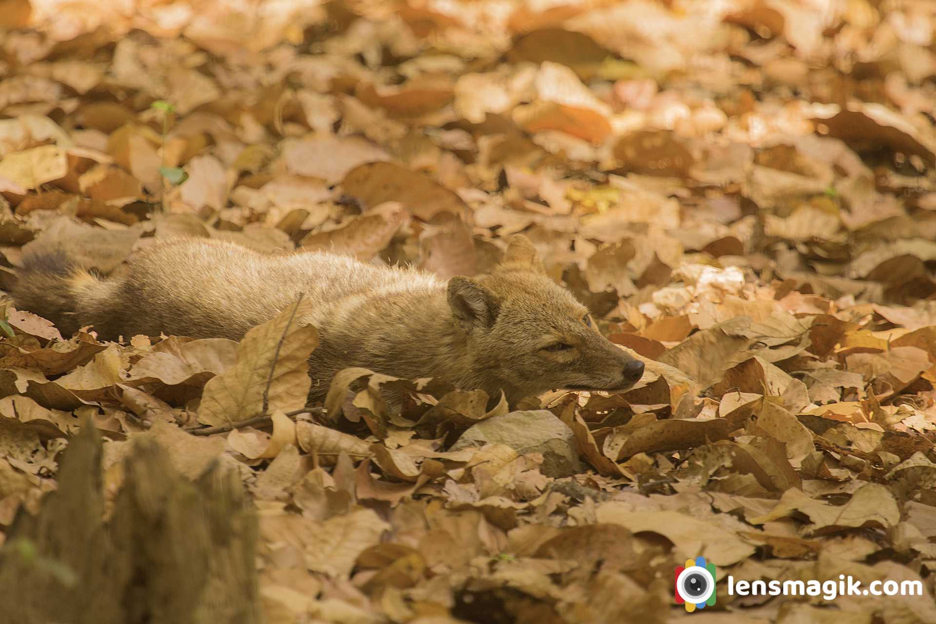 Types Of Jackals