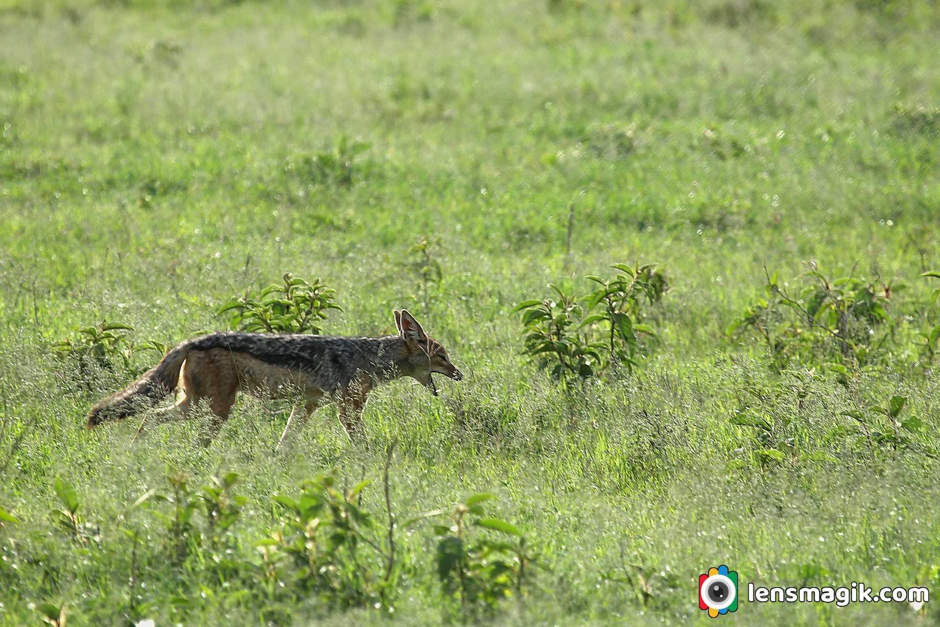 Blacka Backed Jackal