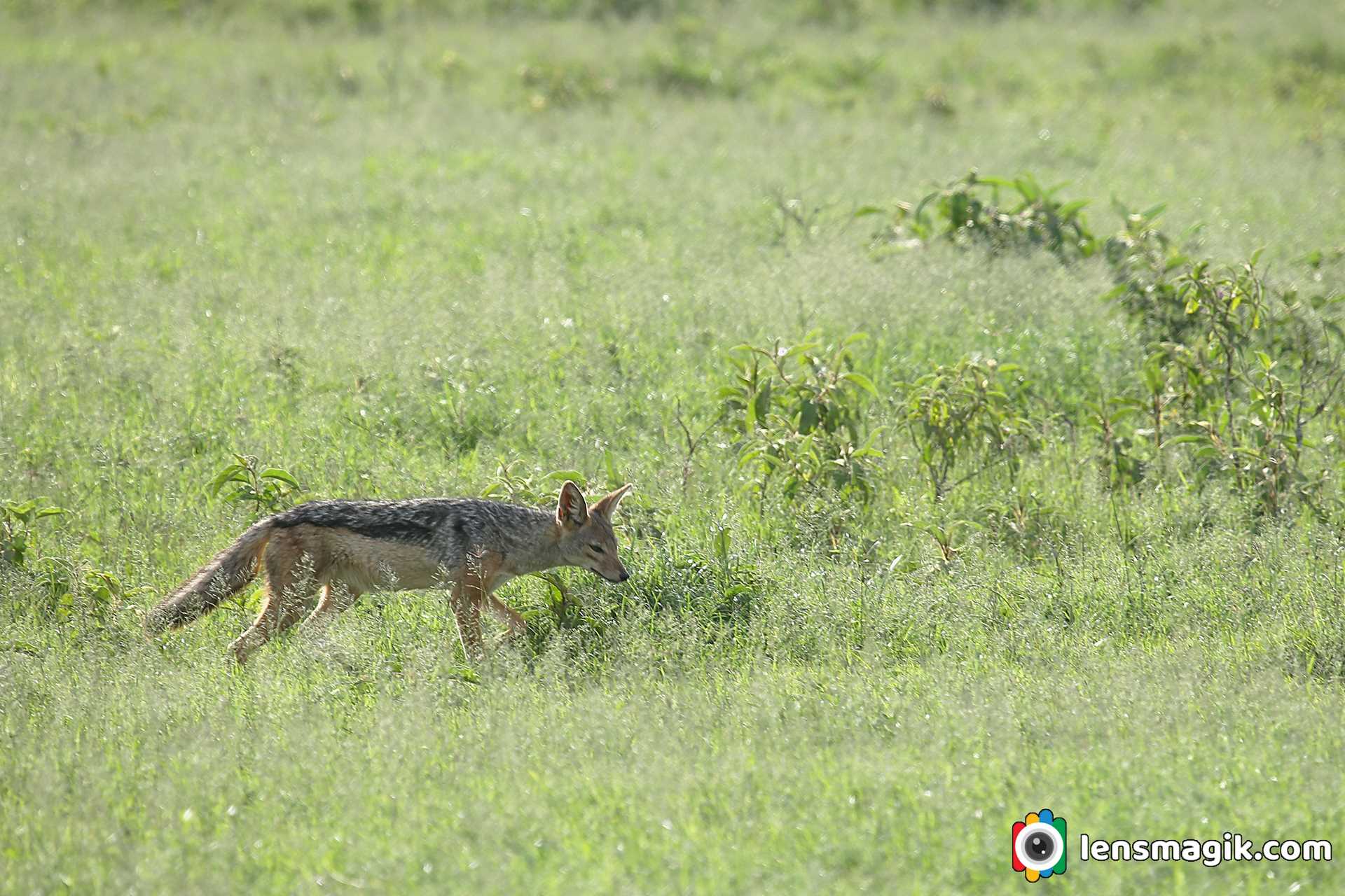 Jackal Found In Kenya Africa