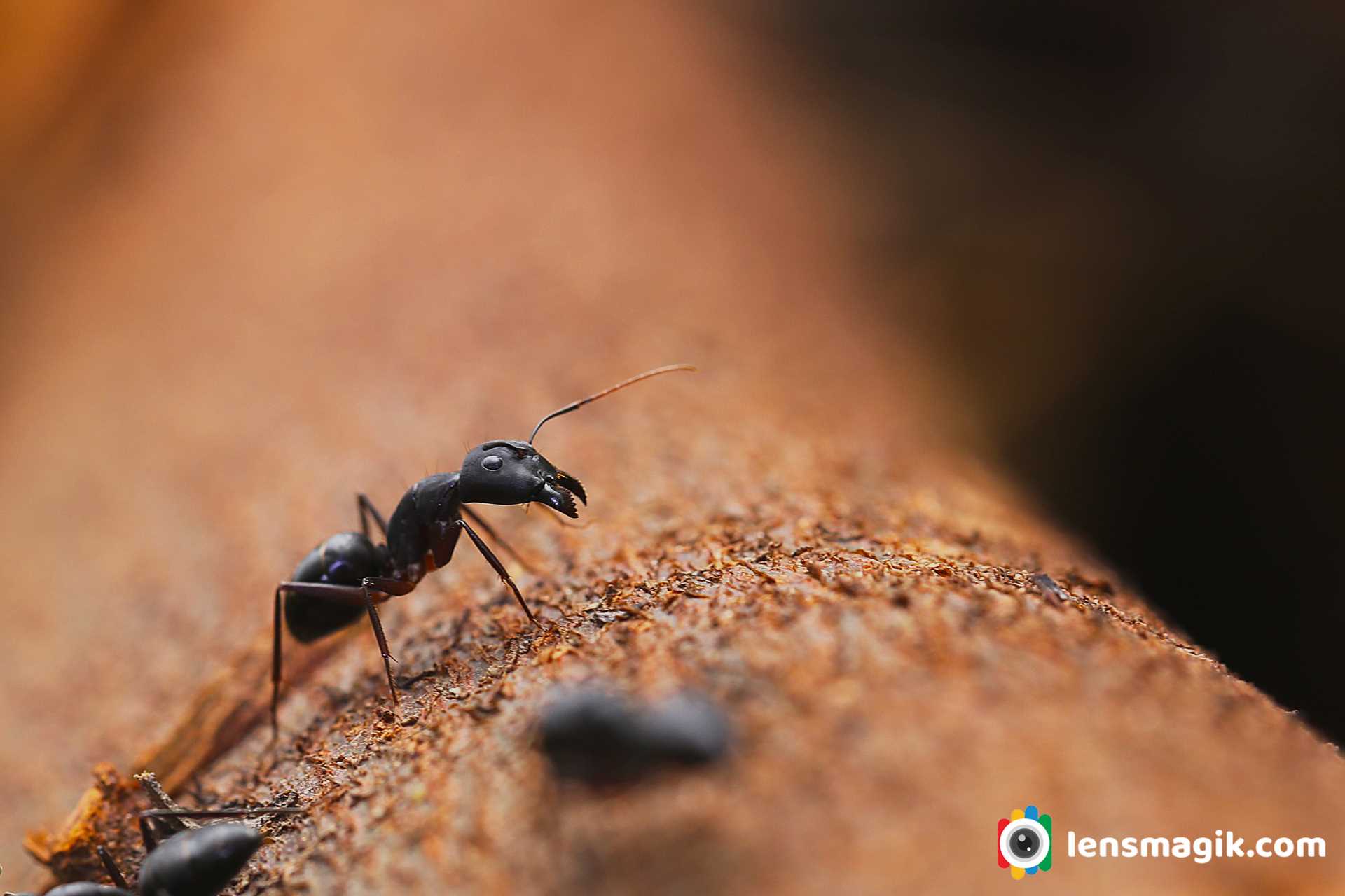 Ant Macro Photography