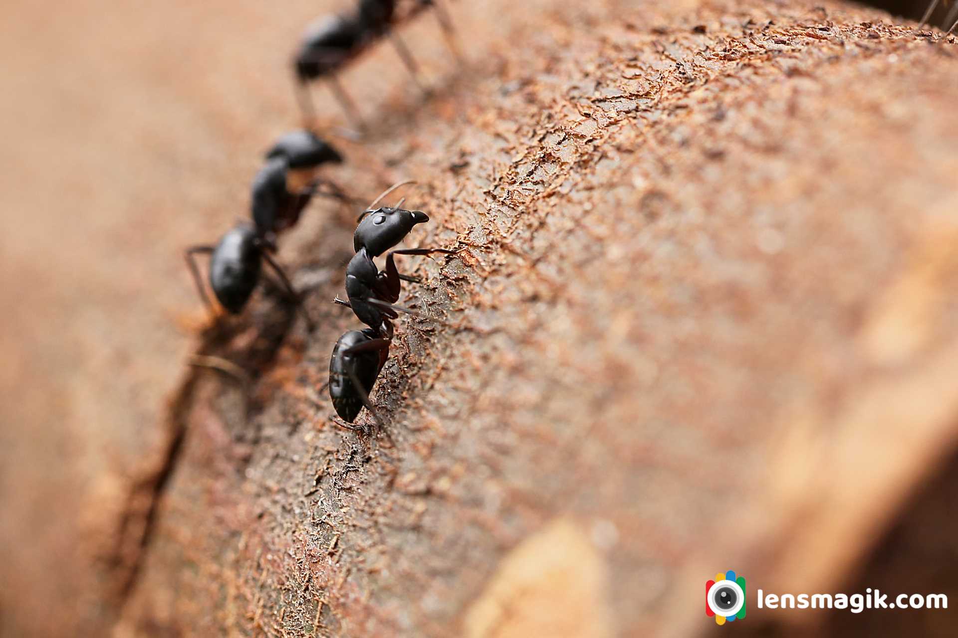 Big Black Ant