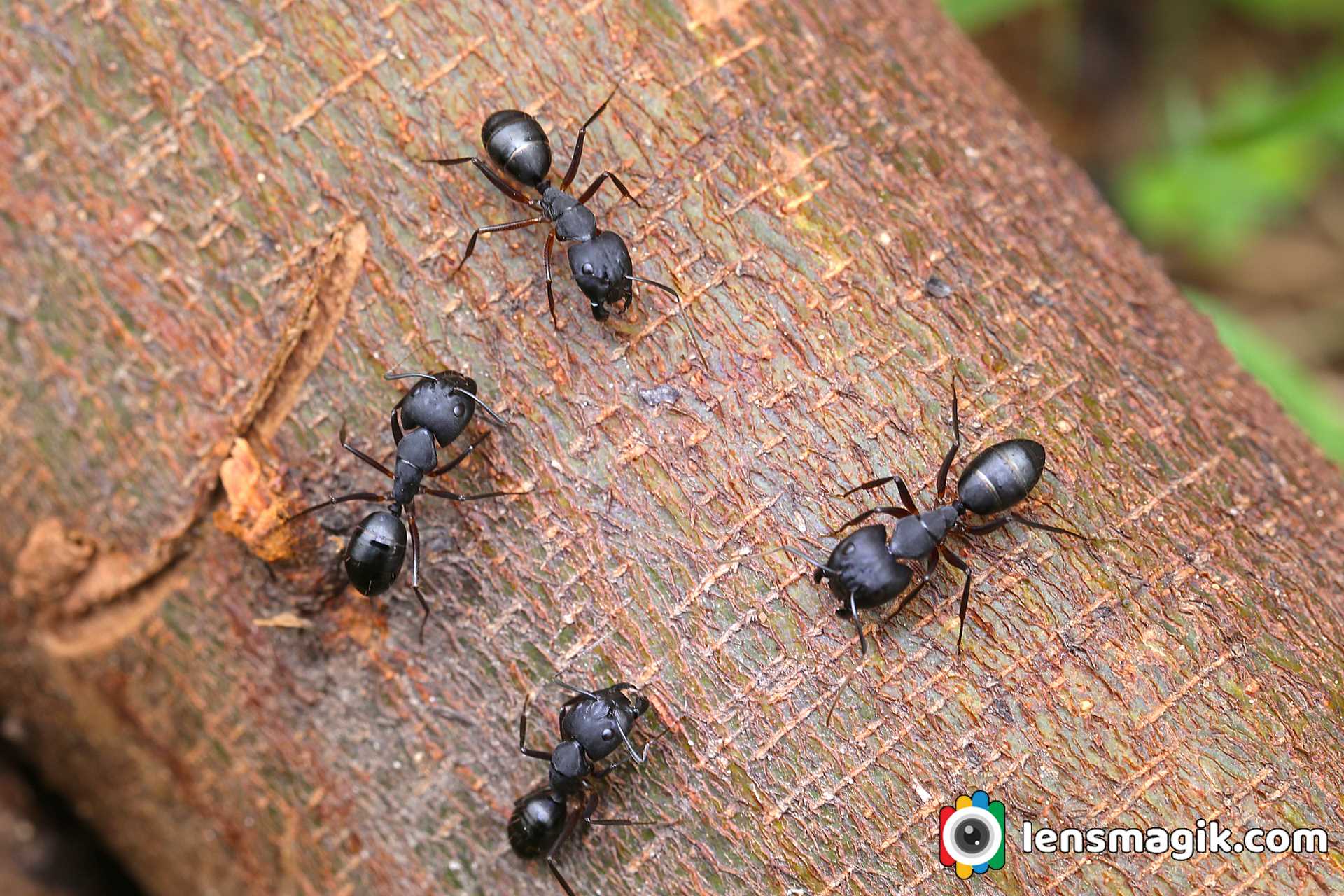 Insect Macro Photography