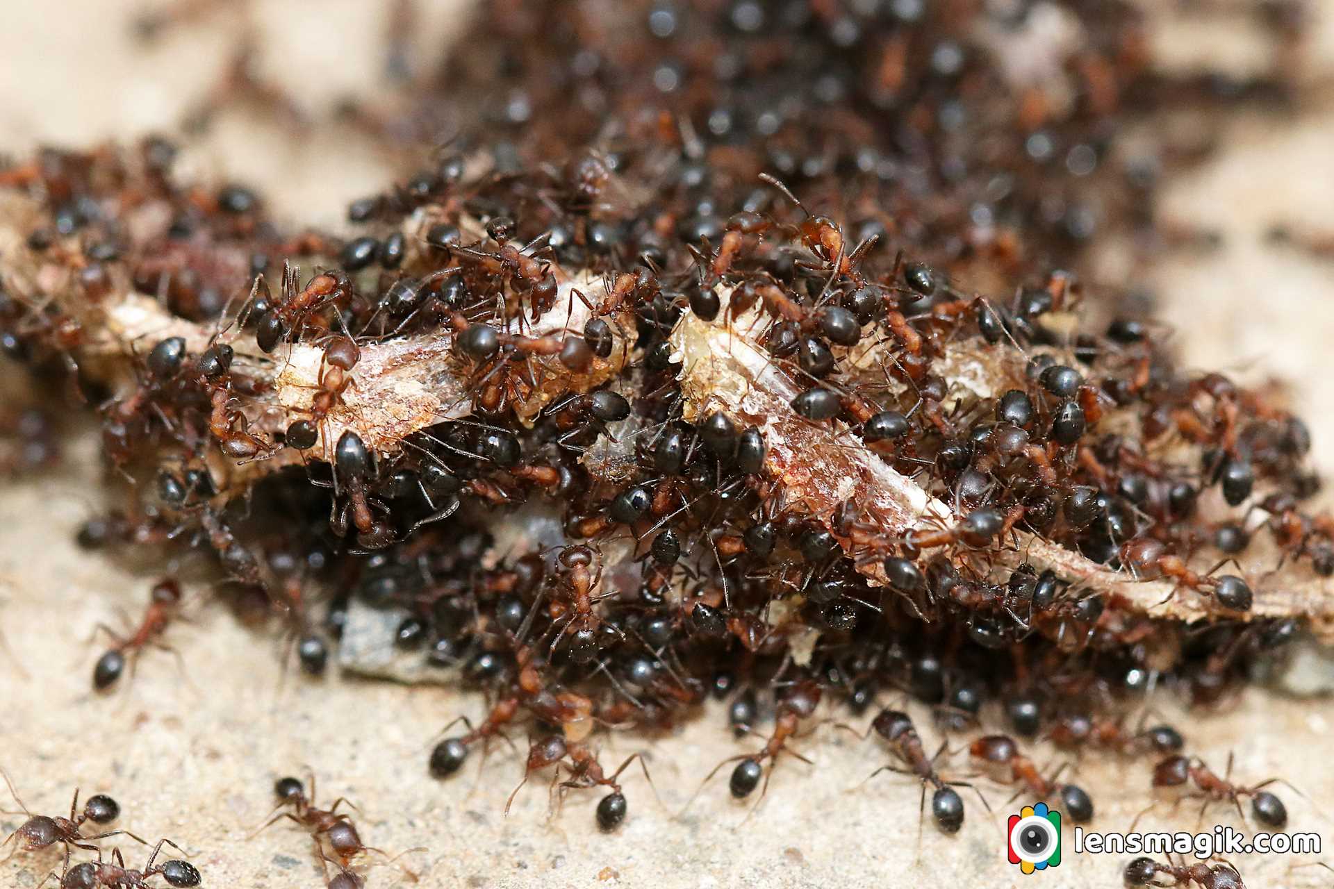 Group Of Ants