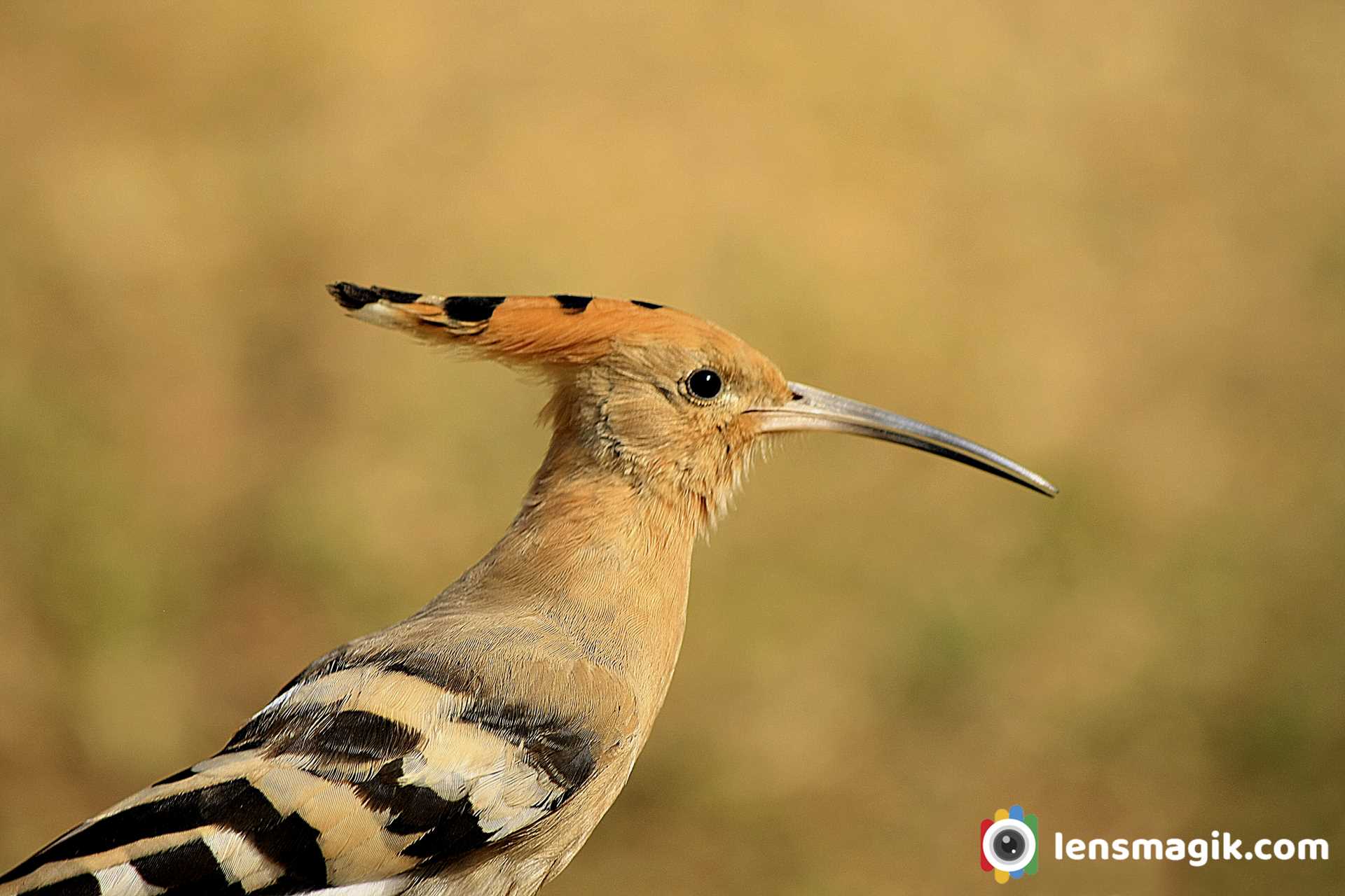 Eurasian Hoopoe Bird