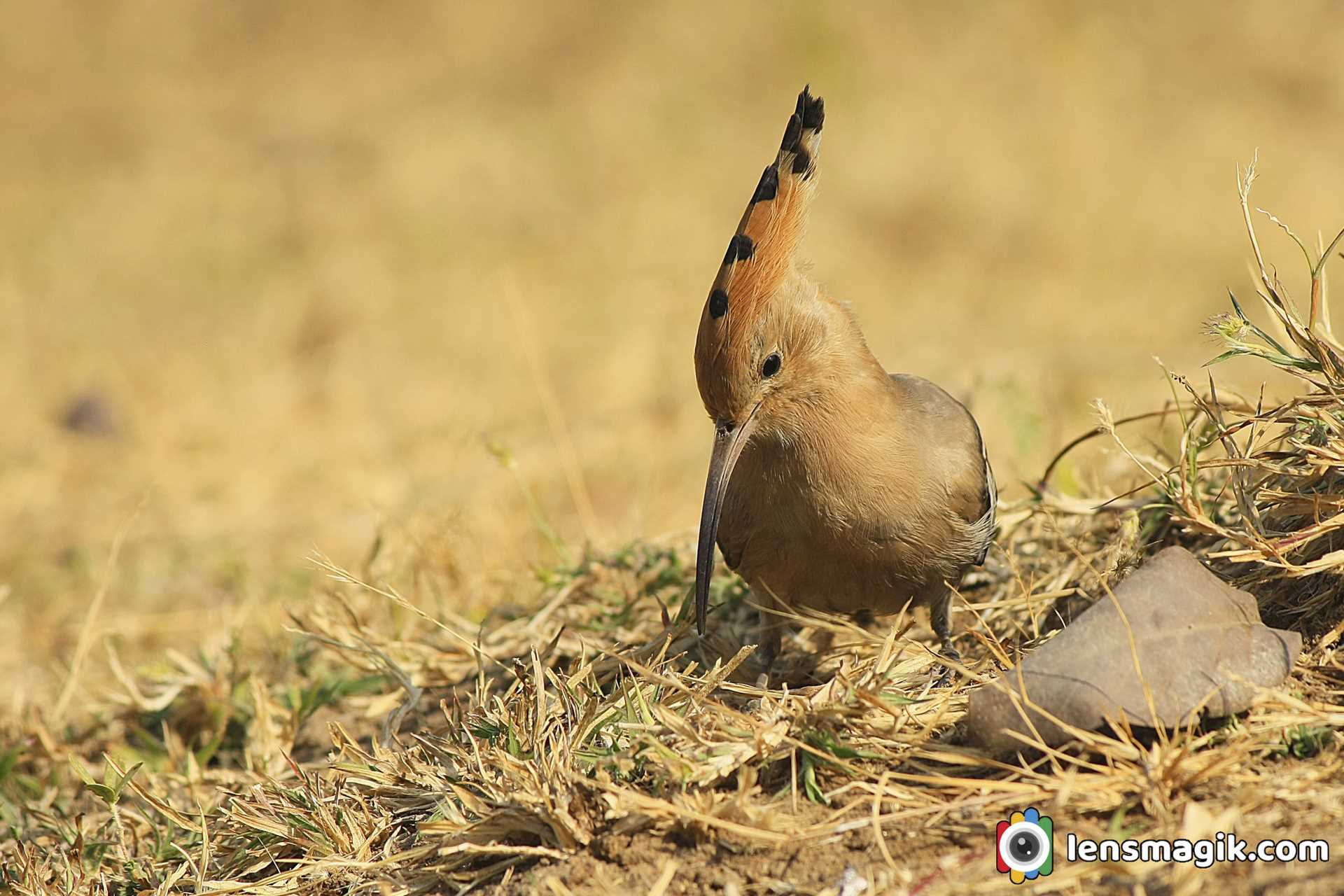 Common Hoopoe Bird