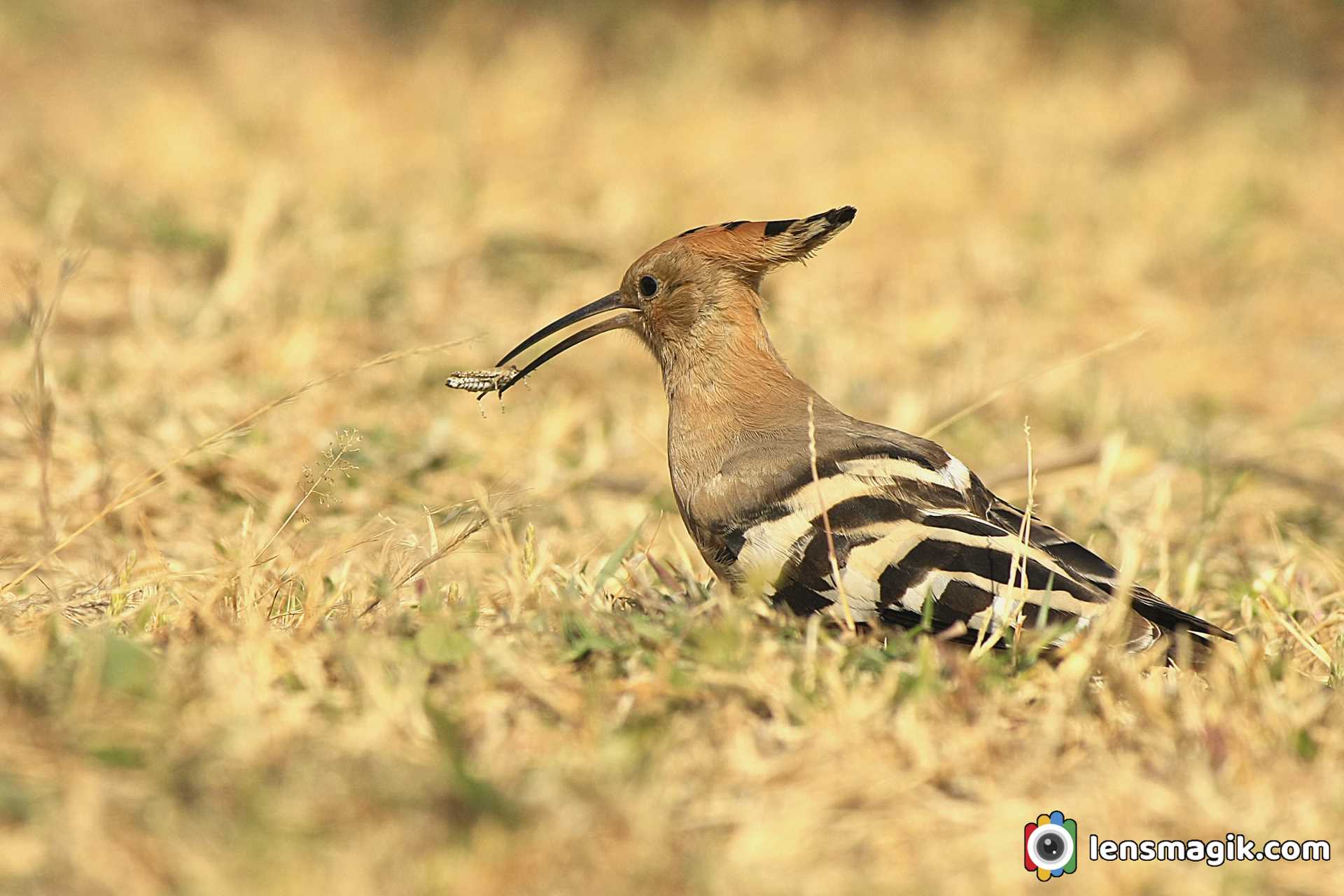 Common Hoopoe