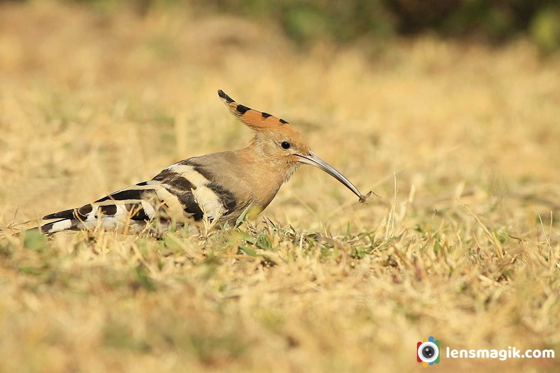 Birds Of Gujarat