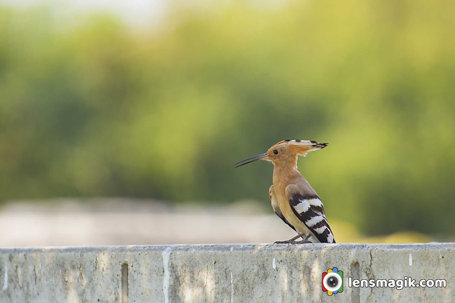 Birds Of India