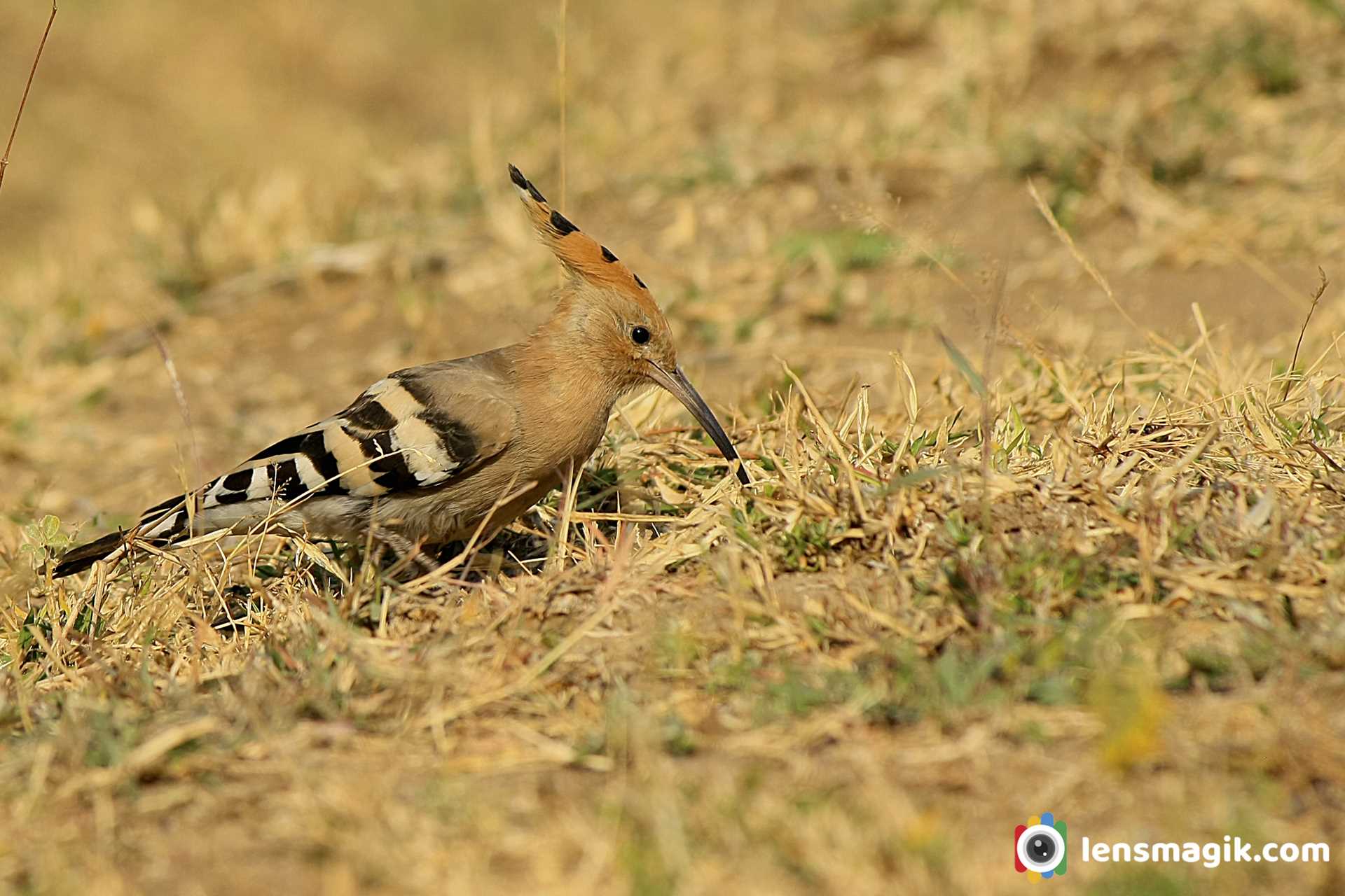 Facts About Hoopoe Bird