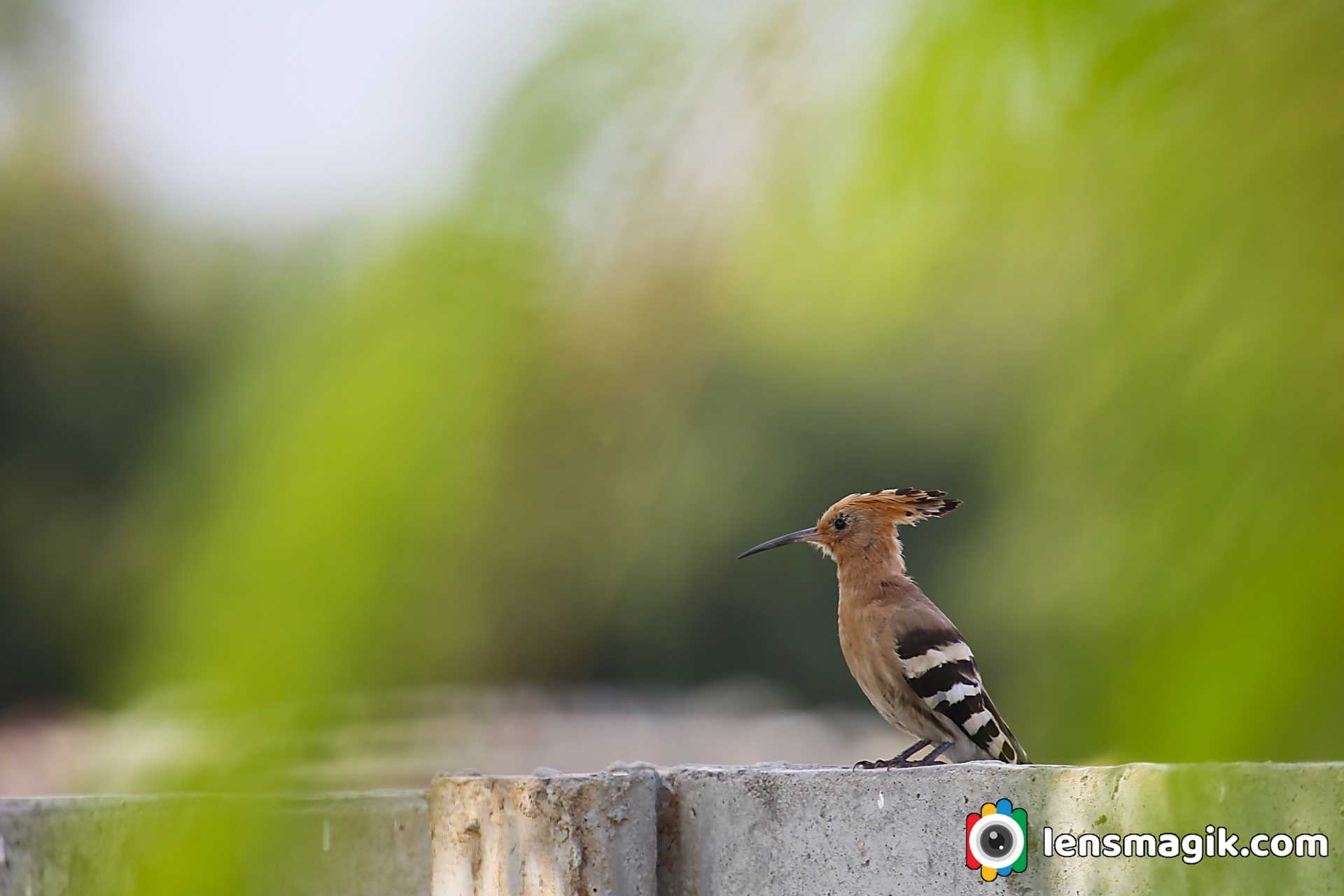 Hoopoe bird Description 