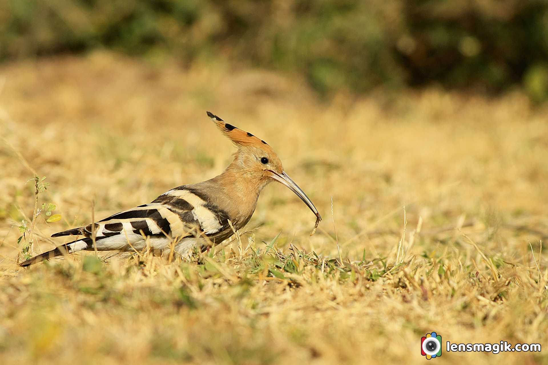 Resident Birds Gujarat