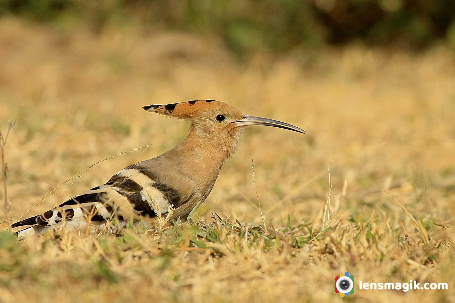 Birds Found in Gujarat