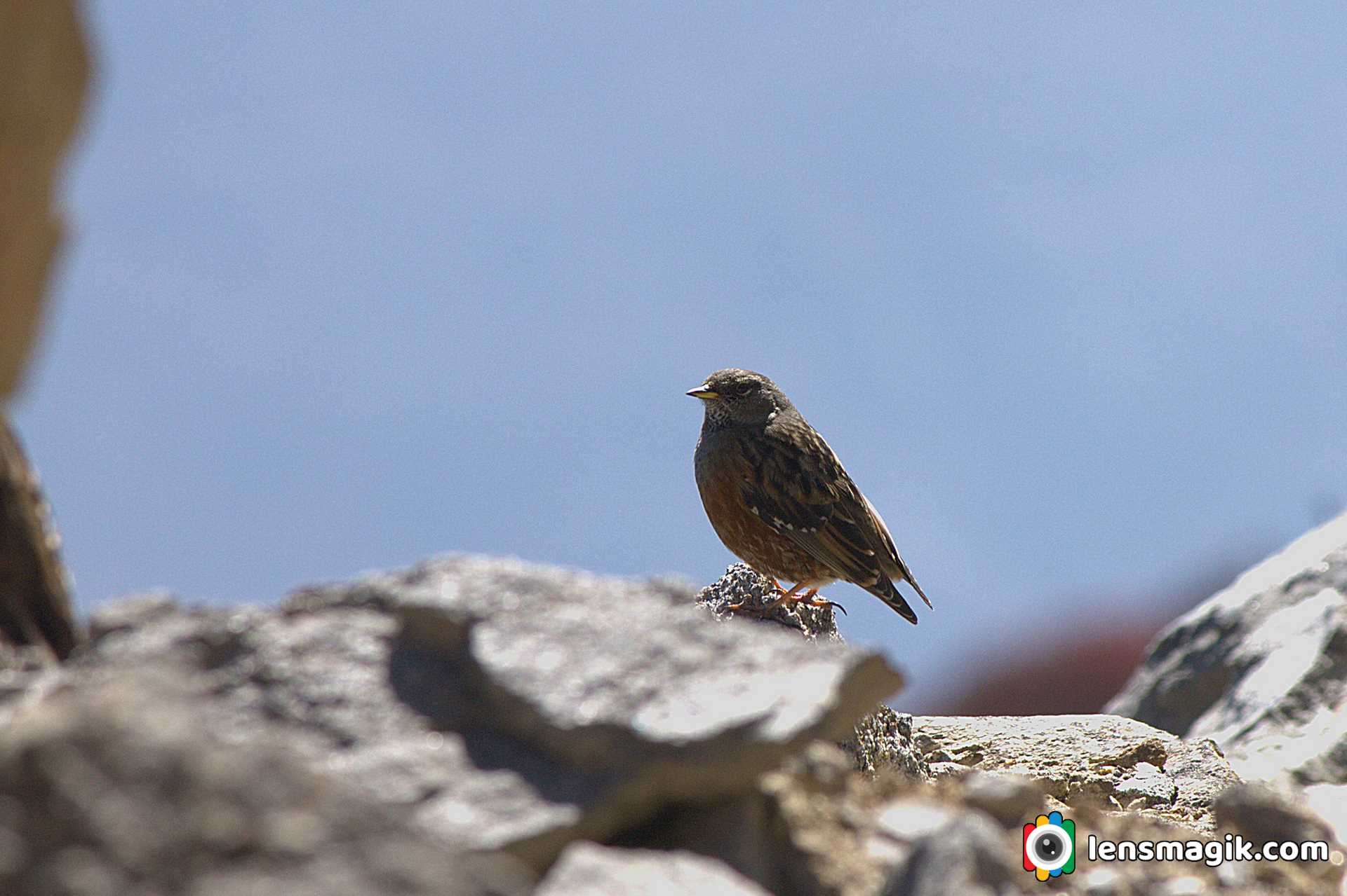 Alpine Accentor Bird