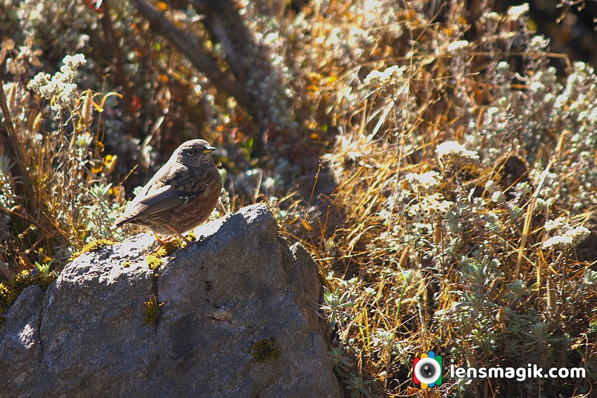 Himalayan Birds