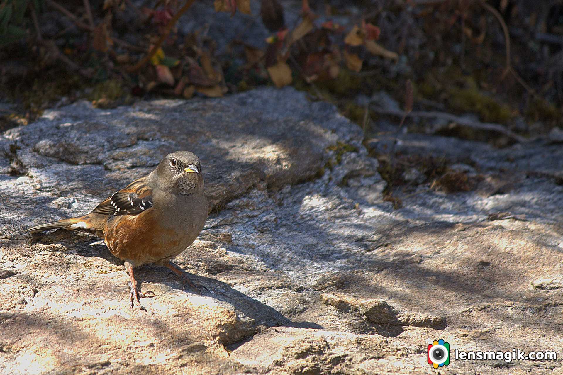 Birds of India